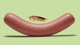 Can_Cockroach_Live_In_Penis