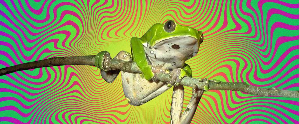 The Rise of Kambo — A Toxic Frog Fluid Wellness Detox