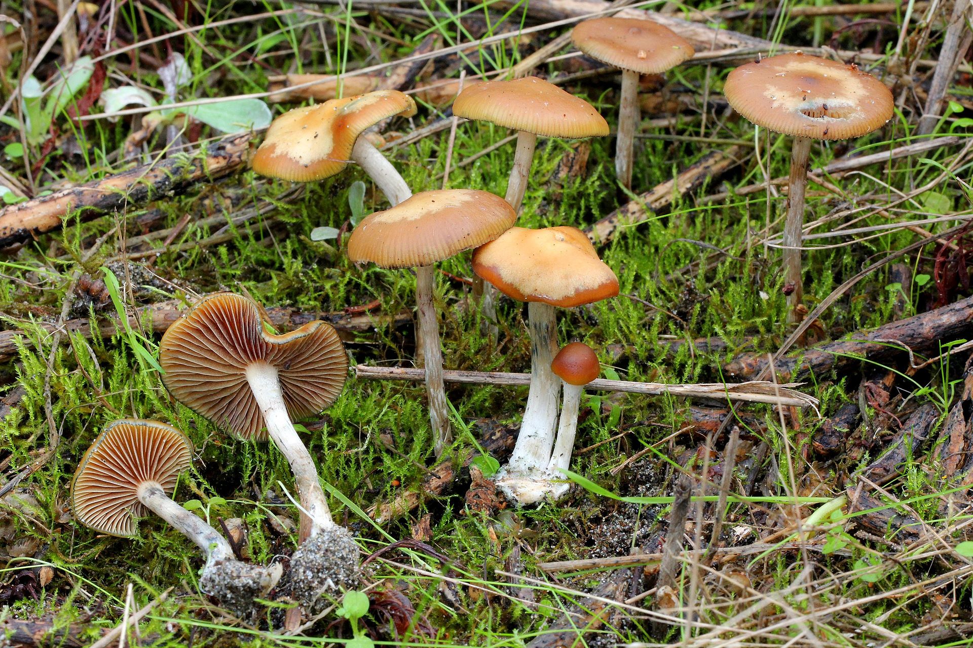 A Guide to All the Different Types of Psychedelic Mushrooms