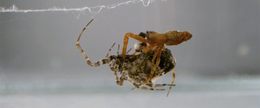 Why Male Spiders Have To Run For Their Lives After Sex