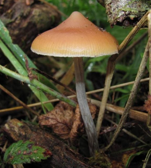 A Guide to All the Different Types of Psychedelic Mushrooms