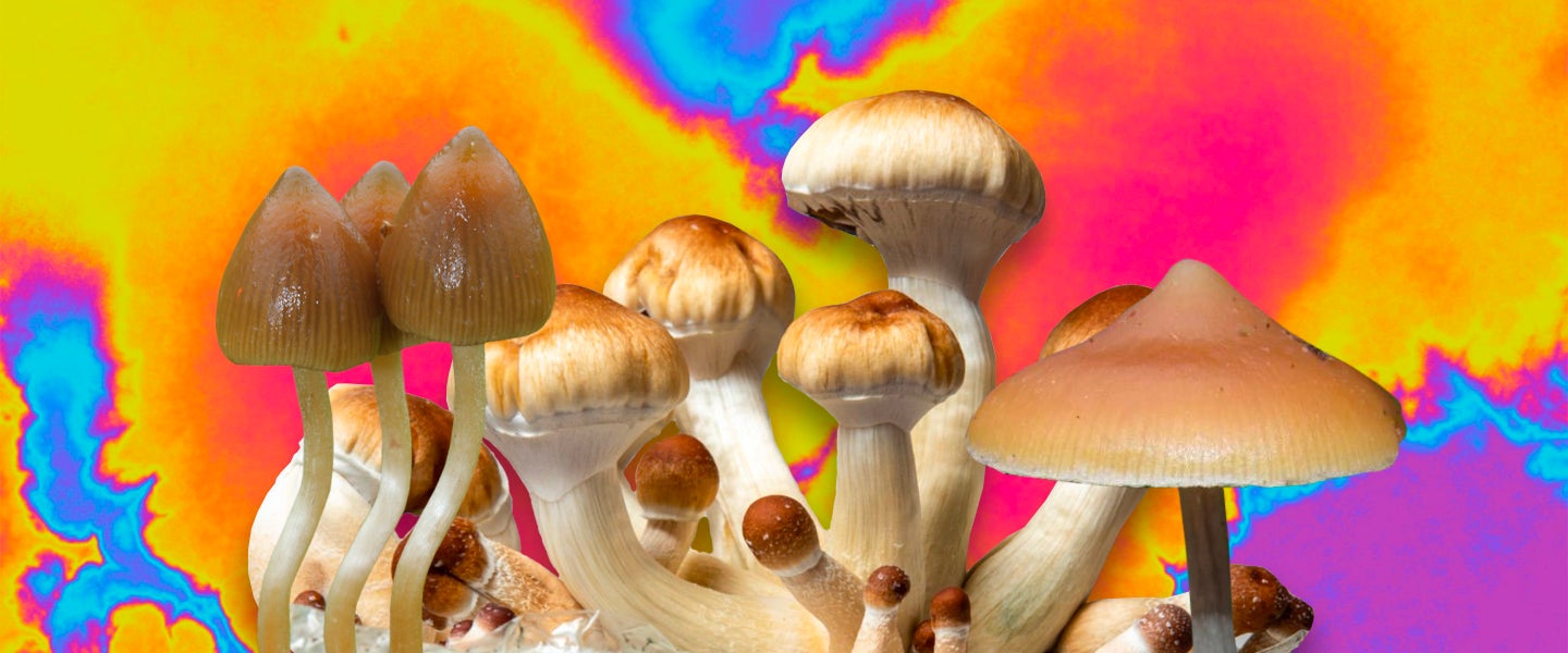 A Guide to All the Different Types of Psychedelic Mushrooms